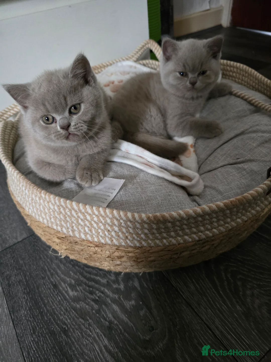 British Shorthair cats for sale: GCCF Registered British Shorthair kittens  - Advert 10