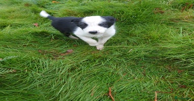 Border Collie dogs - Advert 13