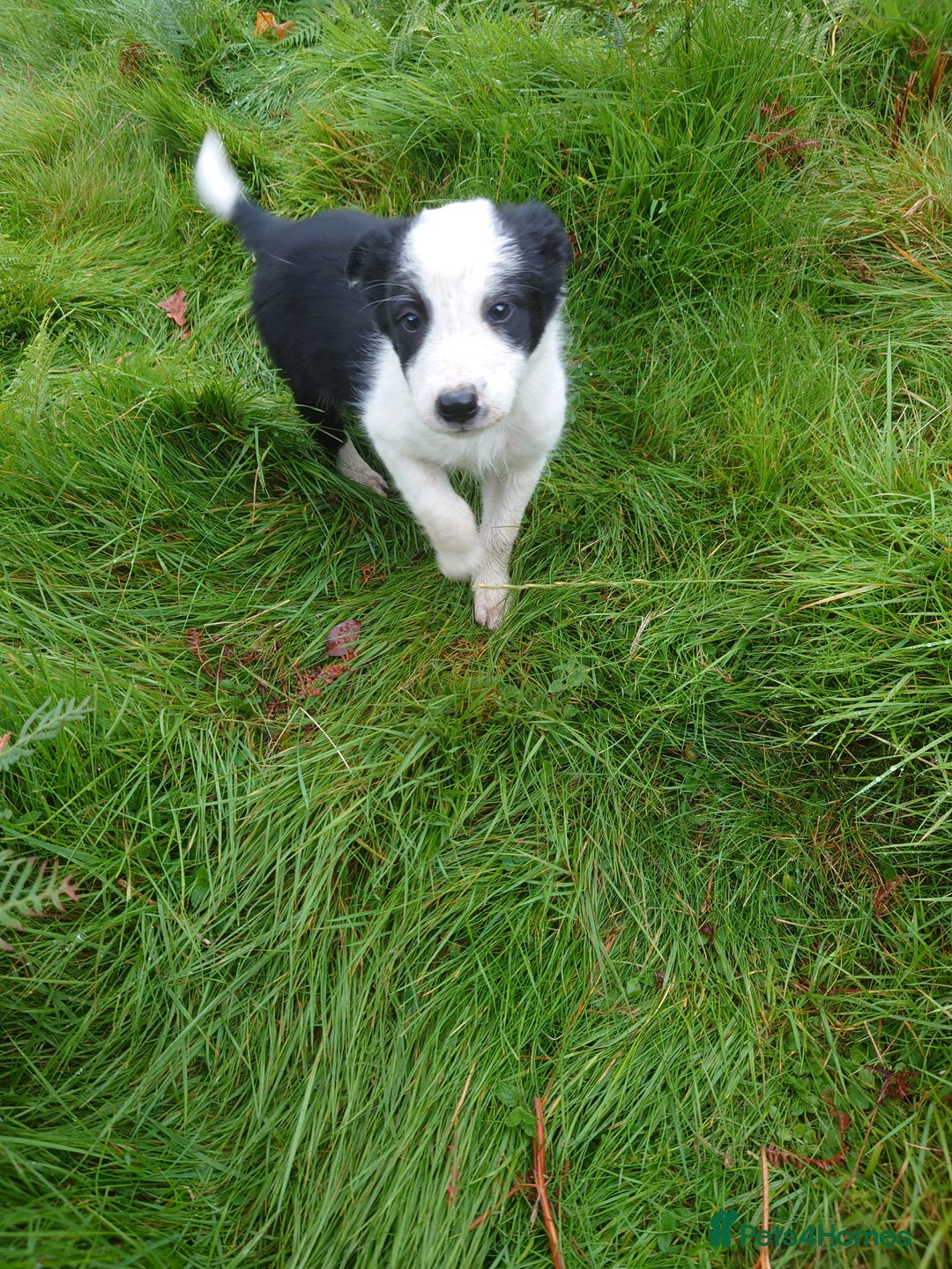 Border Collie dogs for sale: Border collie puppy  - Image 3
