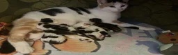Mixed Breed cats for sale: Cute kittens - Advert 20