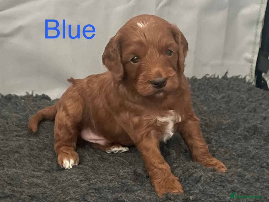 Cockapoo dogs for sale: ✨ Cockapoo Puppies – Family‑Raised Well‑Handled ✨ - Advert 22