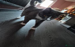 British Longhair cats for sale: Beautiful boy - Image 2