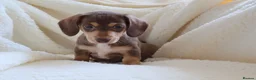 Miniature Dachshund dogs for sale: Miniature Dachshund  - Advert 11