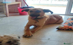 Mixed Breed dogs for adoption: Dobby - Image 1