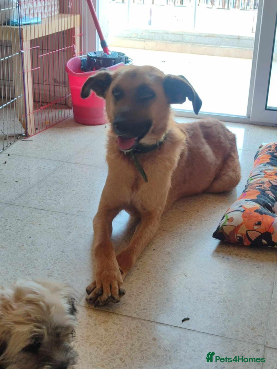 Mixed Breed dogs for adoption: Dobby - Image 1