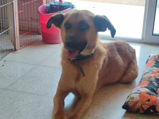 Mixed Breed dogs for adoption - Advert 1