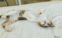 Mixed Breed cats for adoption: TALULA RARE GINGER GIRL & CALLIE 6M BONDED GIRL  - Image 5