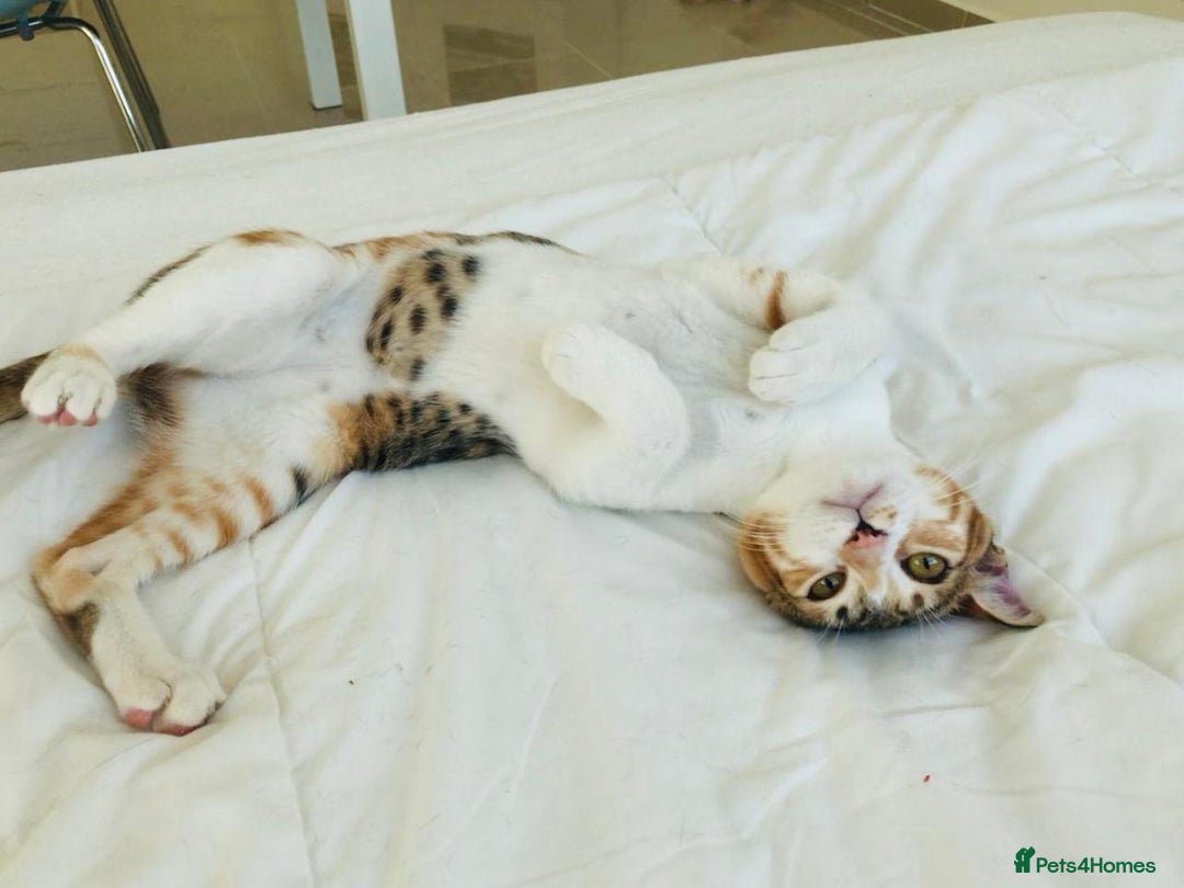 Mixed Breed cats for adoption: TALULA RARE GINGER GIRL & CALLIE 6M BONDED GIRL  - Image 5