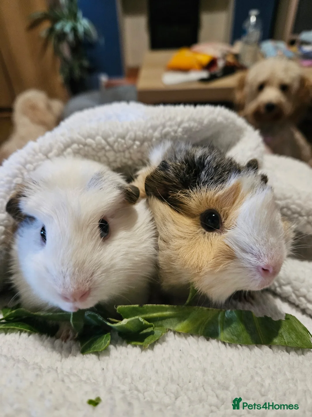 Guinea Pig rodents for sale: Guinea Pigs looking for new home - Advert 1