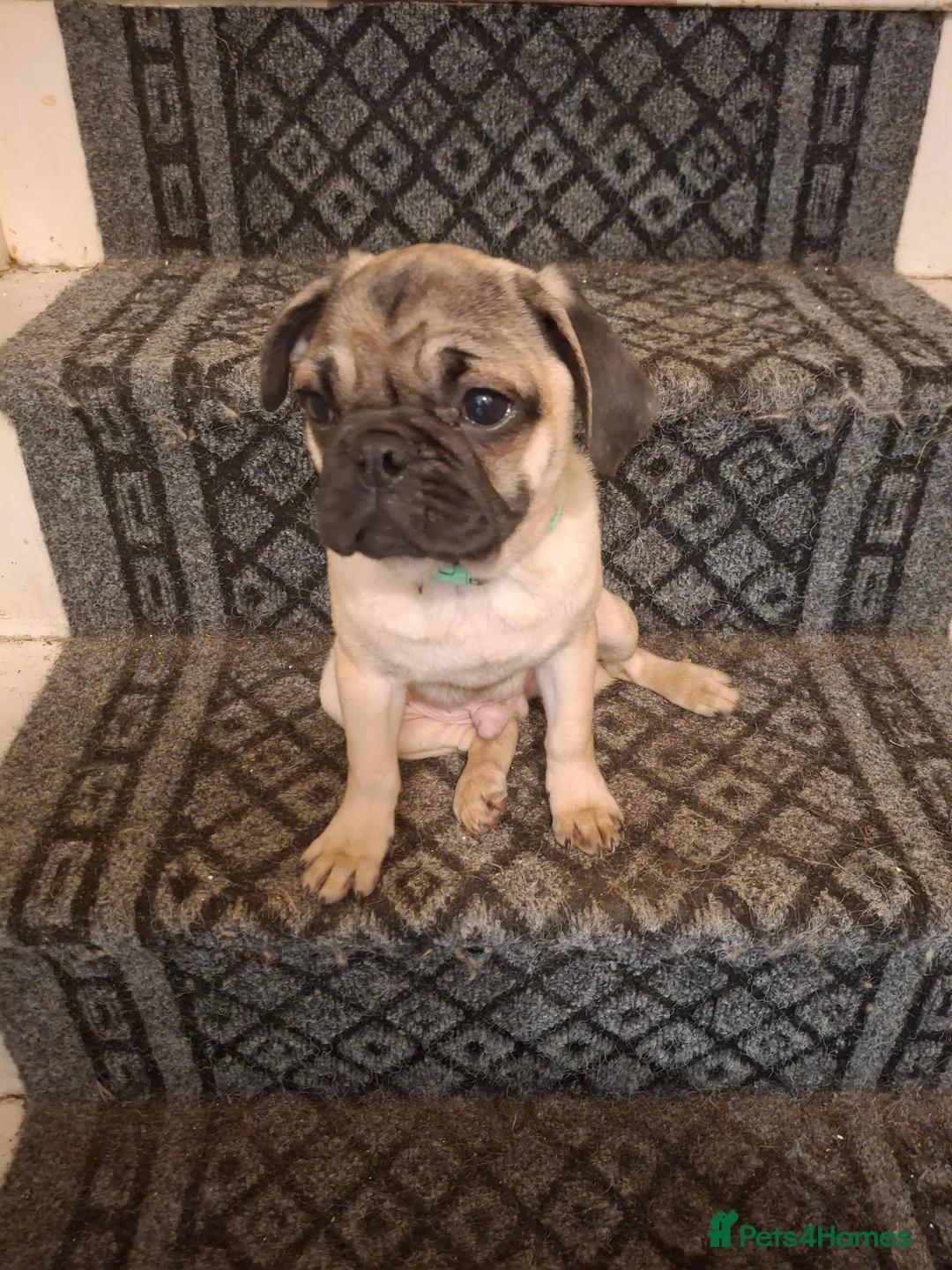 Pug dogs for sale: Lovely pug pups for sale - Advert 10