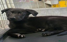 Mixed Breed dogs for sale: Beautiful black Belgain Malinois X Labrador  - Image 18