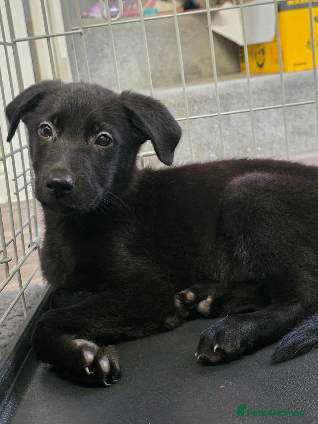 Mixed Breed dogs for sale: Beautiful black Belgain Malinois X Labrador  - Image 18