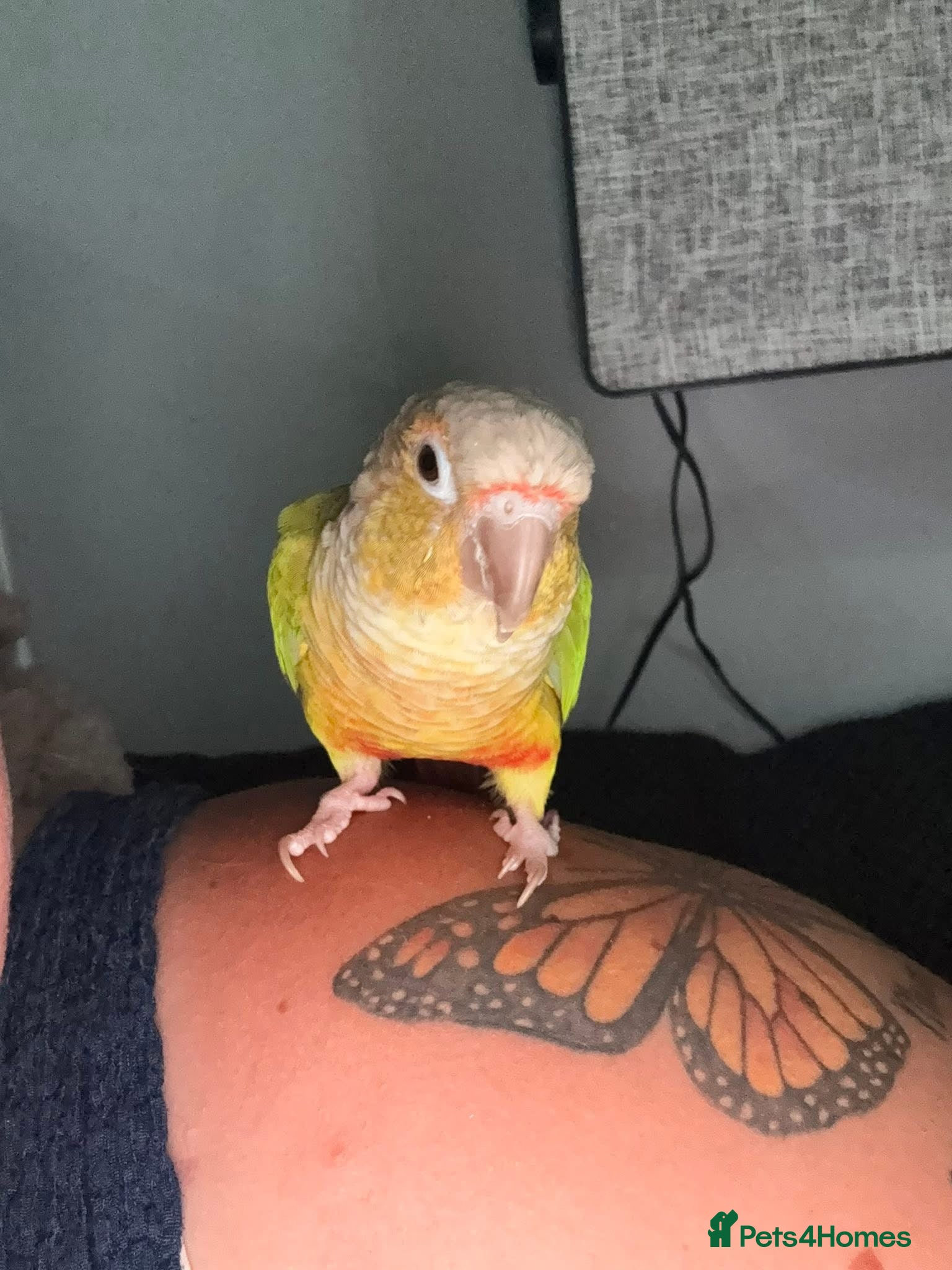 Conures birds Green Cheek Conure  - Advert 6