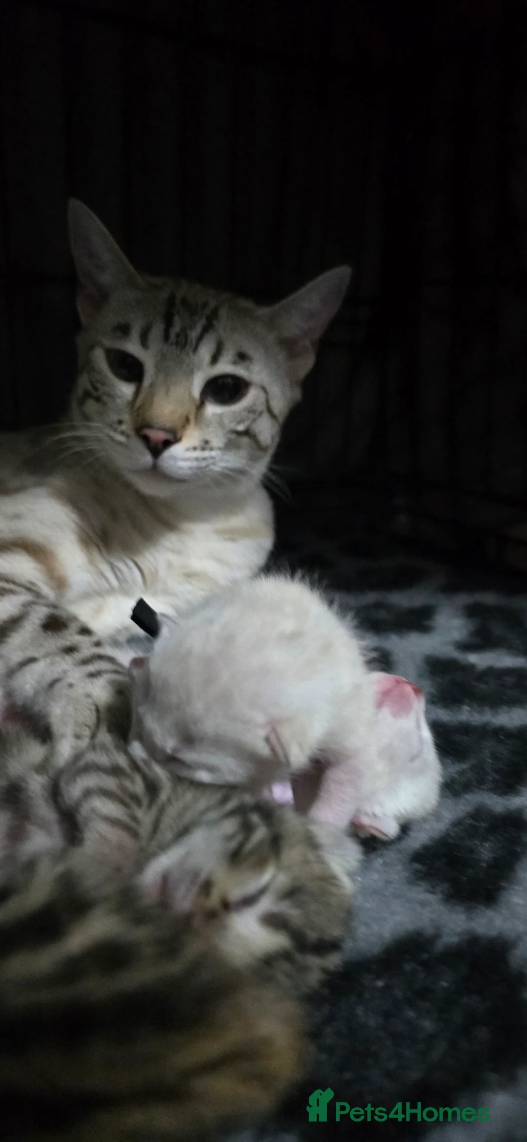 Bengal cats for sale: 2 TICA brown bengal kittens ready for reservation! - Advert 2