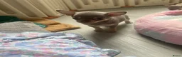 Chihuahua dogs for sale: Purebred smooth coat Chihuahua puppies  - Advert 12