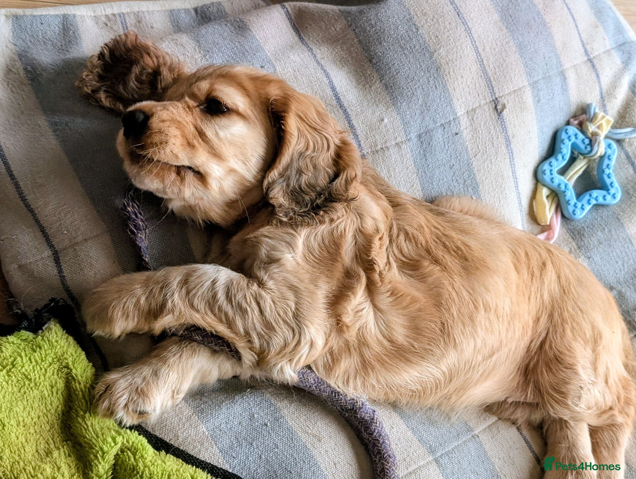 Cocker Spaniel dogs Ready: Show Cocker Spaniels - Golden and Sable - Advert 8