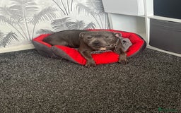 Staffordshire Bull Terrier dogs for sale: Blue staffy rehome - Image 4
