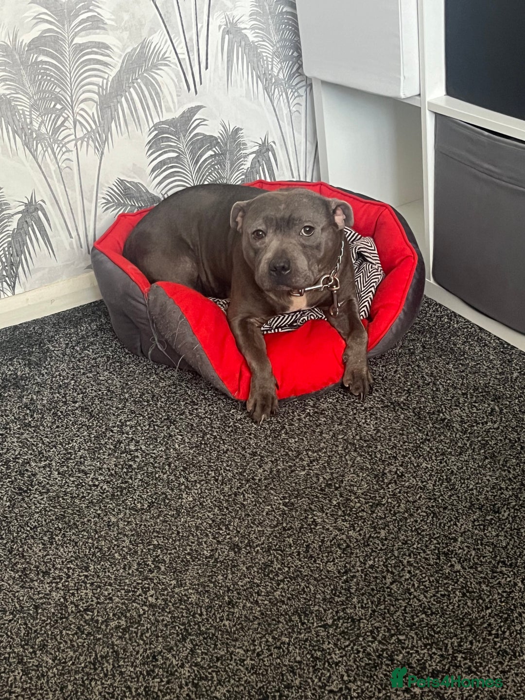 Staffordshire Bull Terrier dogs for sale: Blue staffy rehome - Image 4