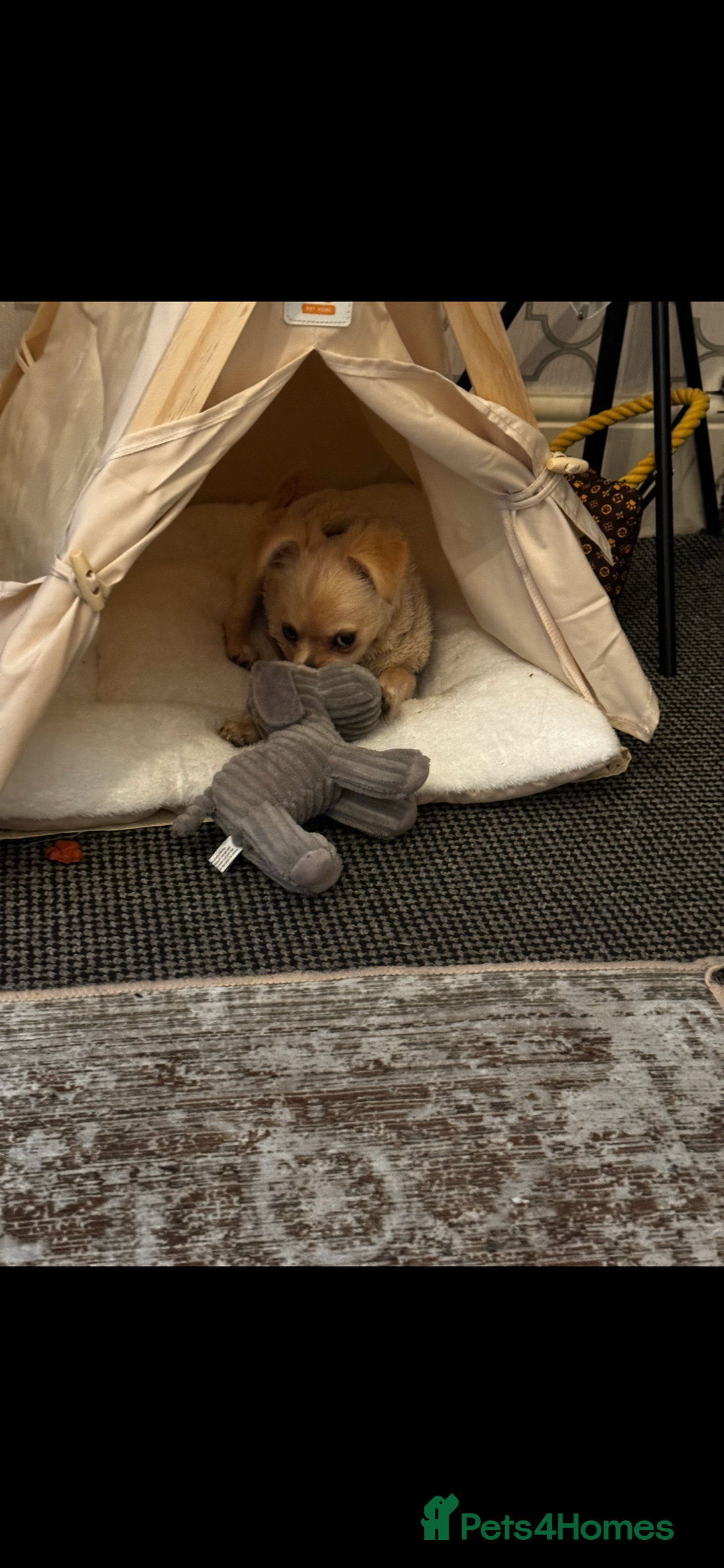 Chihuahua dogs for sale: Coco looking for home - Image 10