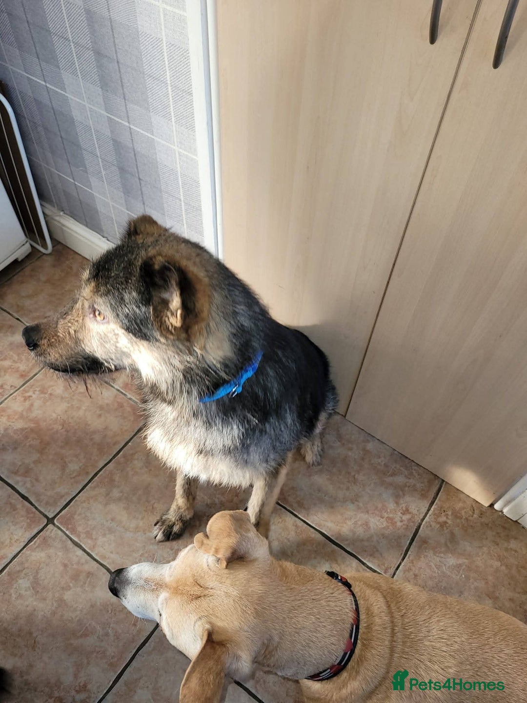 Mixed Breed dogs for adoption: Meet Alfie, currently residing in Buckinghamshire  - Advert 3