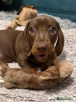 Miniature Dachshund dogs **REDUCED**PRA Clear, KC Reg Miniature Dachshund - Advert 11