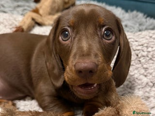 Miniature Dachshund dogs **REDUCED**PRA Clear, KC Reg Miniature Dachshund - Advert 8