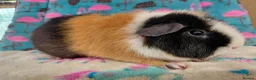 Guinea Pig rodents for sale: Young Adult Teddy Sow/Retired Young Adults  - Advert 11
