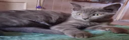 Mixed Breed cats for sale: ⭐️🐈SUPERB BENGAL X RUSSIAN BLUE 🐈⭐️ in Hatfield - Advert 38