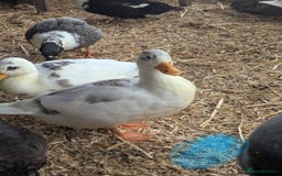 Ducks poultry for sale: Pure call ducks looking for a new pond.  - Image 9
