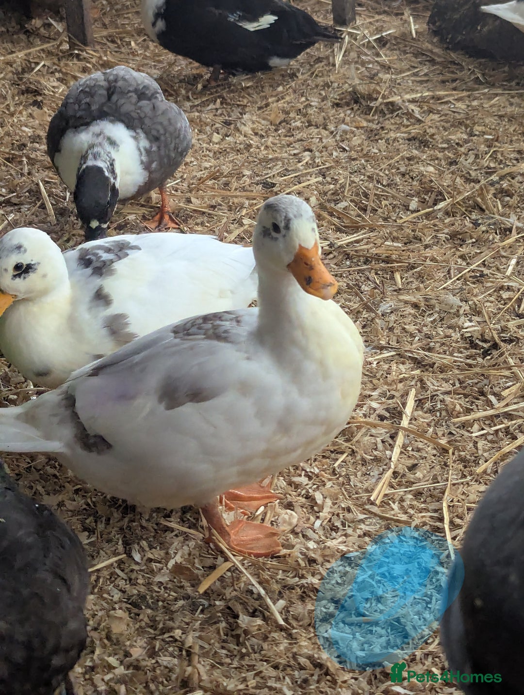 Ducks poultry for sale: Pure call ducks looking for a new pond.  - Image 9
