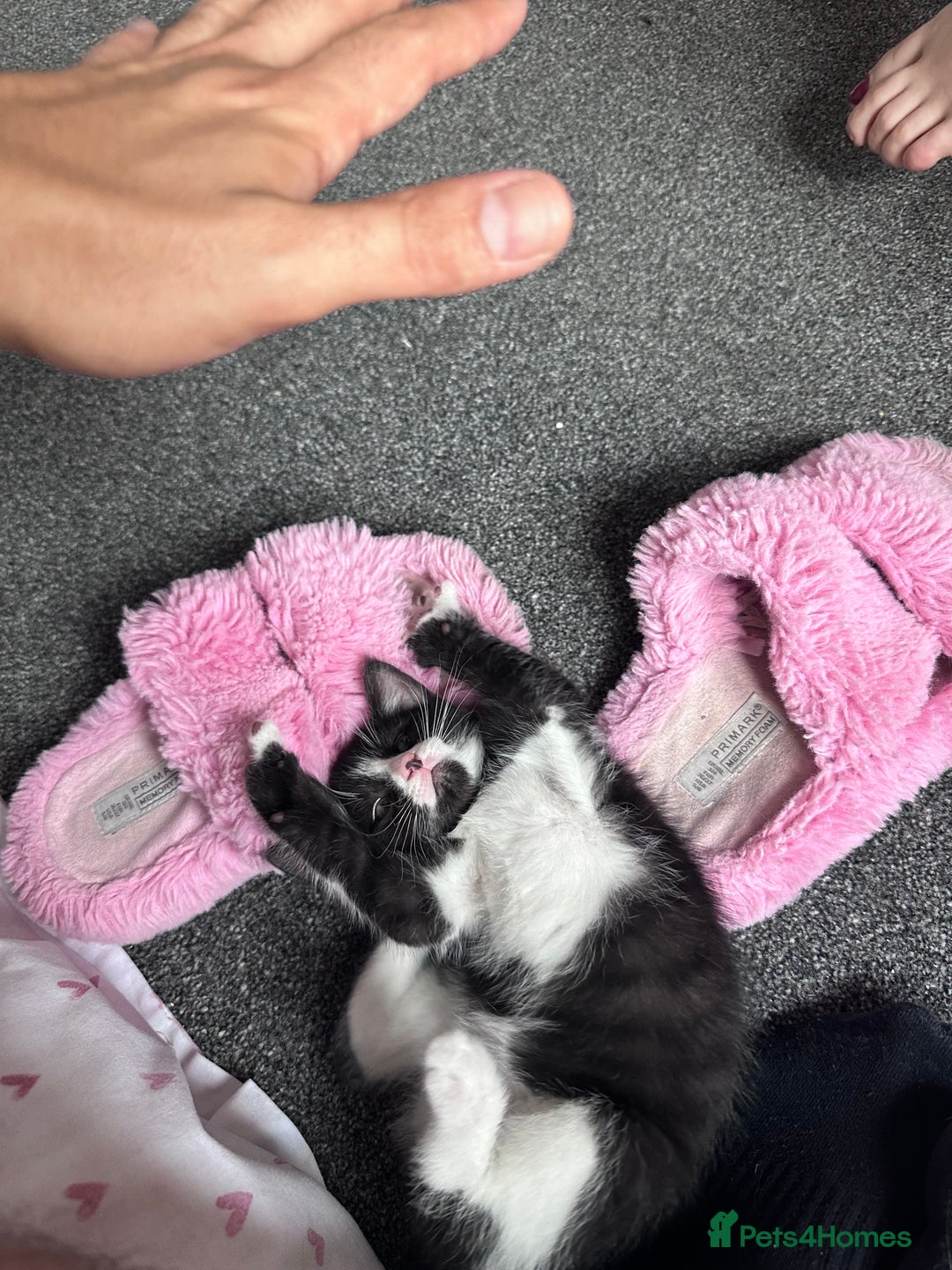 Bombay cats for sale: 4 lovely and healthy kittens  - Image 1