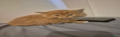 Ginger fluffy boy