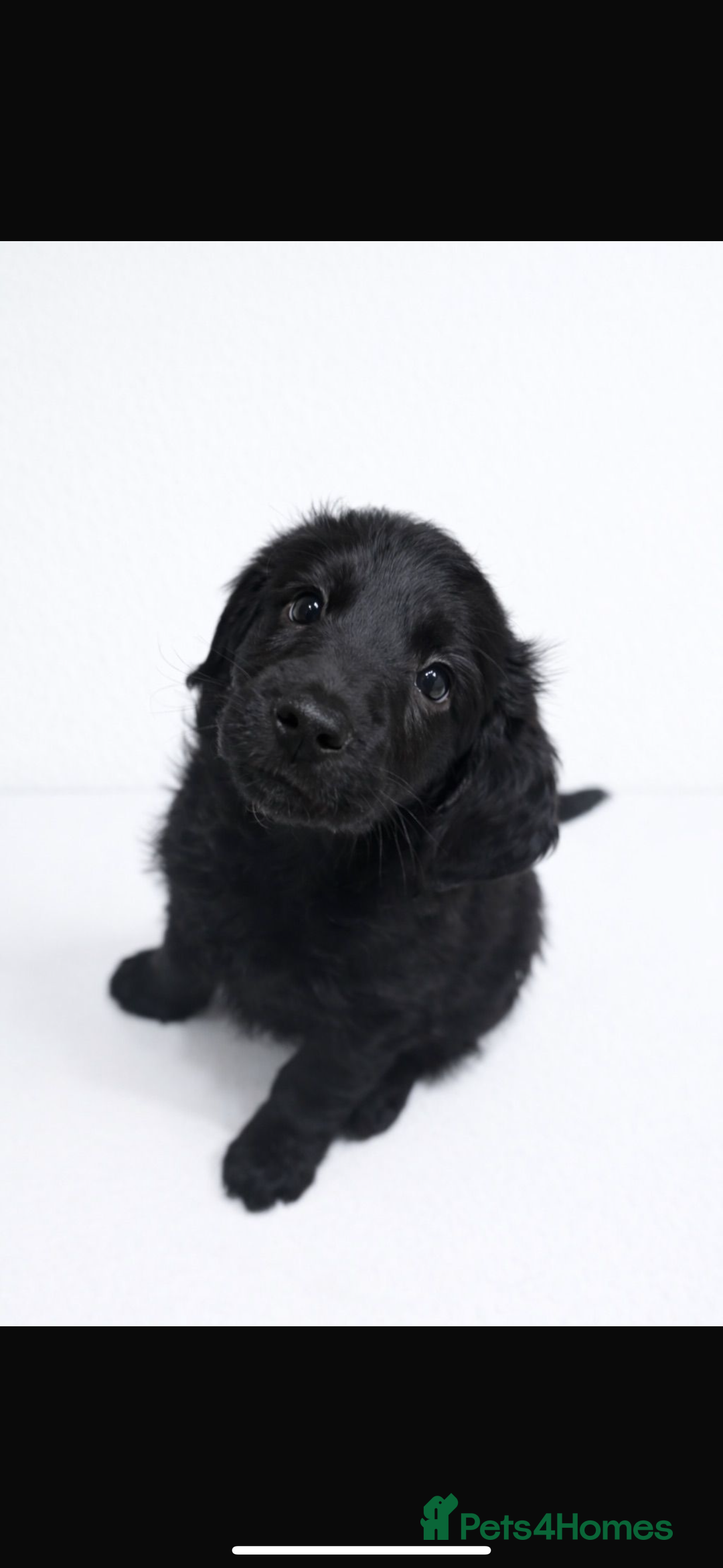 Labradoodle dogs for sale: Stunning merle miniature F1b Labradoodle puppies  - Advert 9