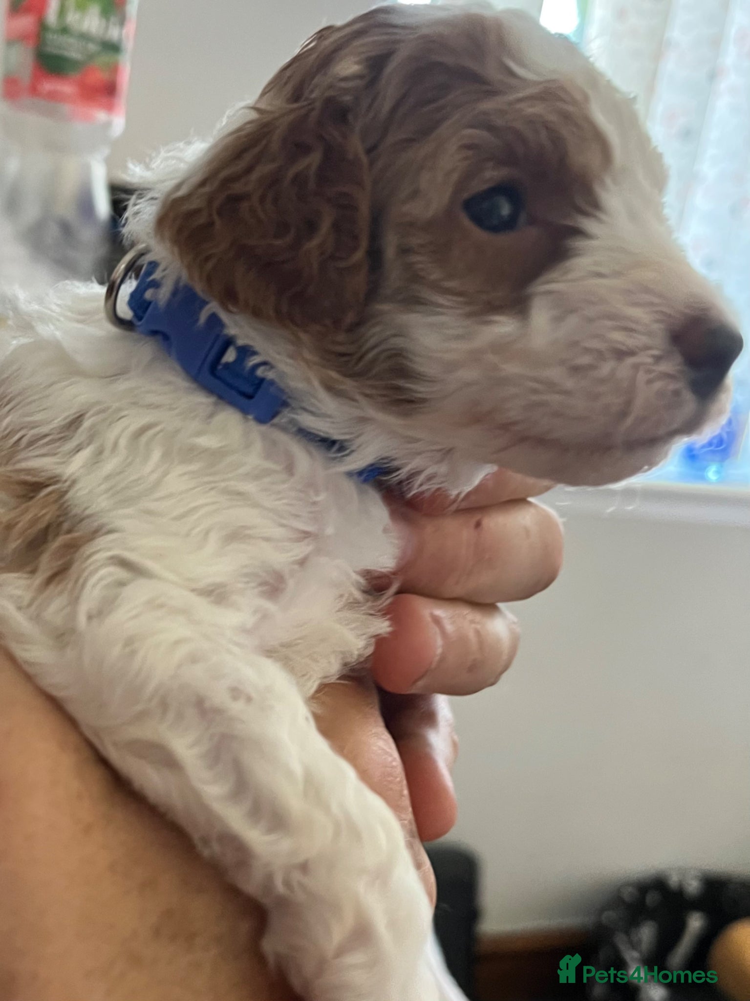 Miniature Poodle dogs  Pure KC registered miniature poodle puppies - Advert 1