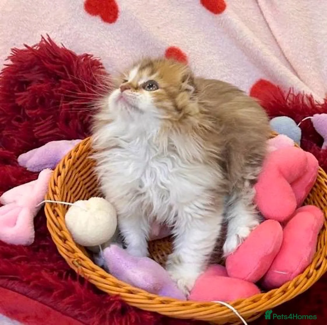 British Longhair cats for sale: 5 beautiful and lovely british longhair kittens  - Advert 2