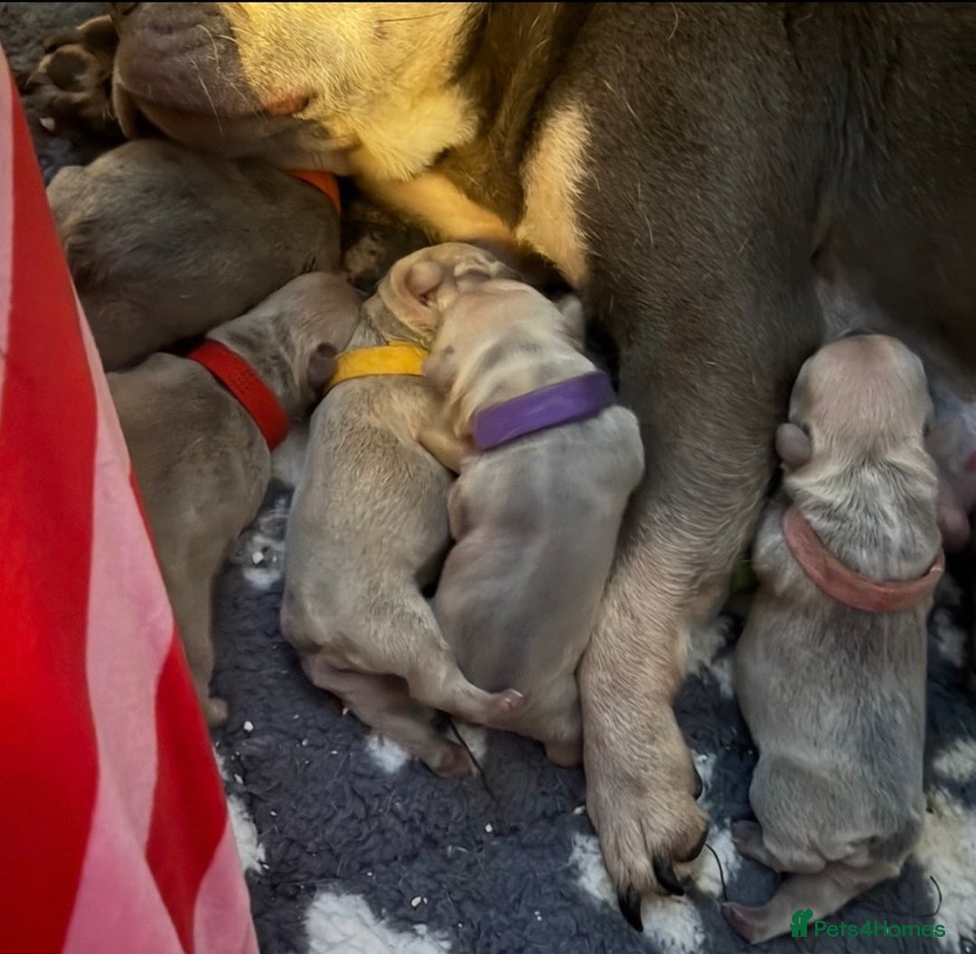 French Bulldog dogs for sale: French bulldog puppies - Advert 1