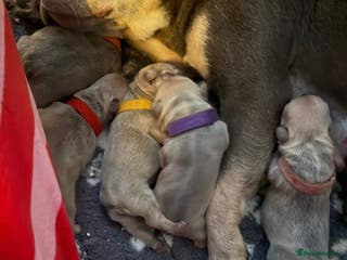 French Bulldog dogs French bulldog puppies - Advert 1