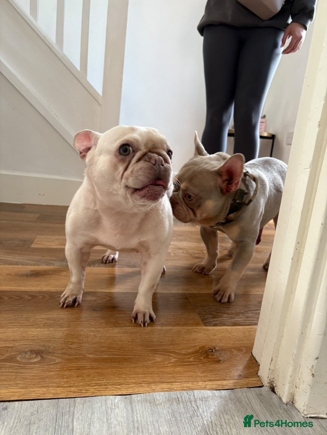 French Bulldog dogs for sale: Lilac puppy boy micro lines  - Image 9