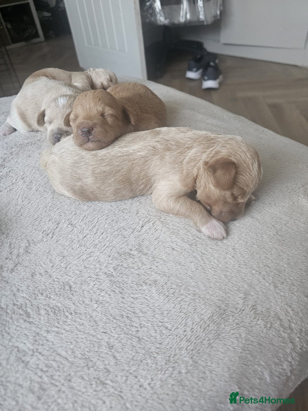 Schnoodle dogs for stud: RARE coloured mini schnoodle - Stud  - Image 8