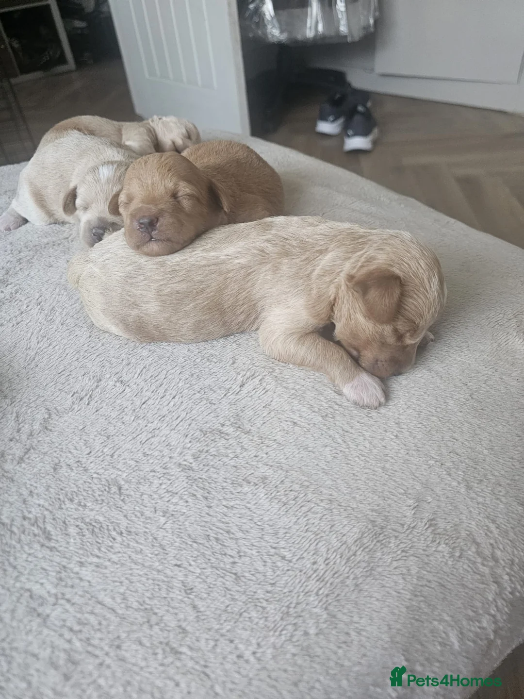 Schnoodle dogs for stud: RARE coloured mini schnoodle - Stud  - Advert 14