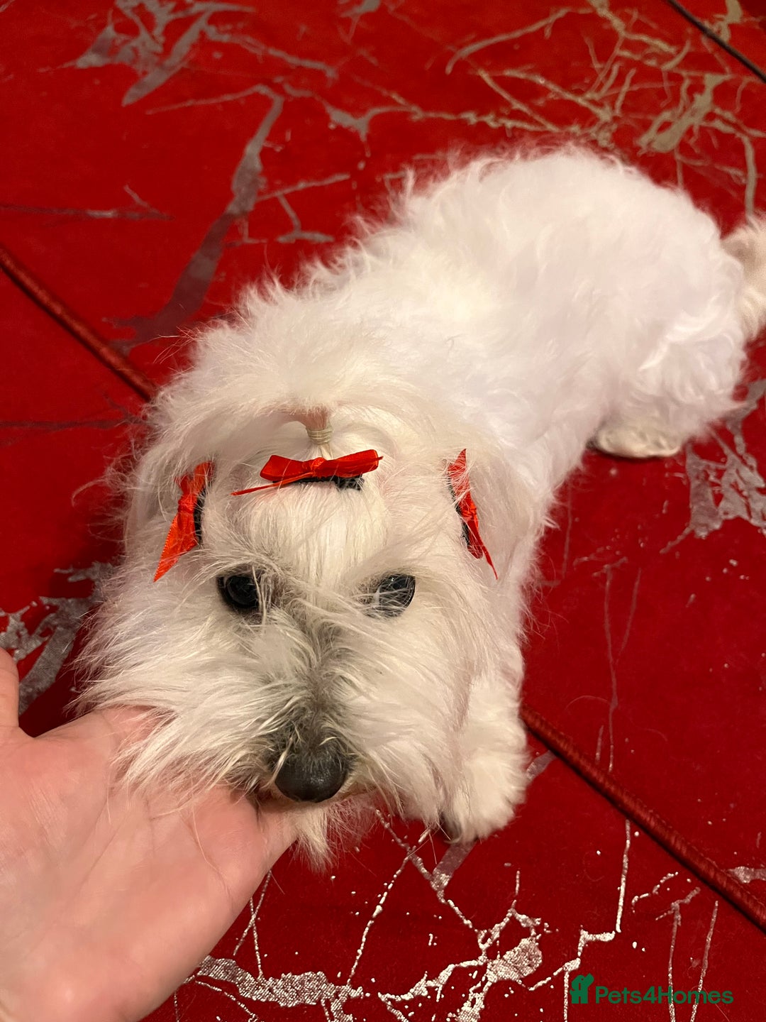 Maltese dogs for sale: Lolita is looking for a new loving family - Advert 8