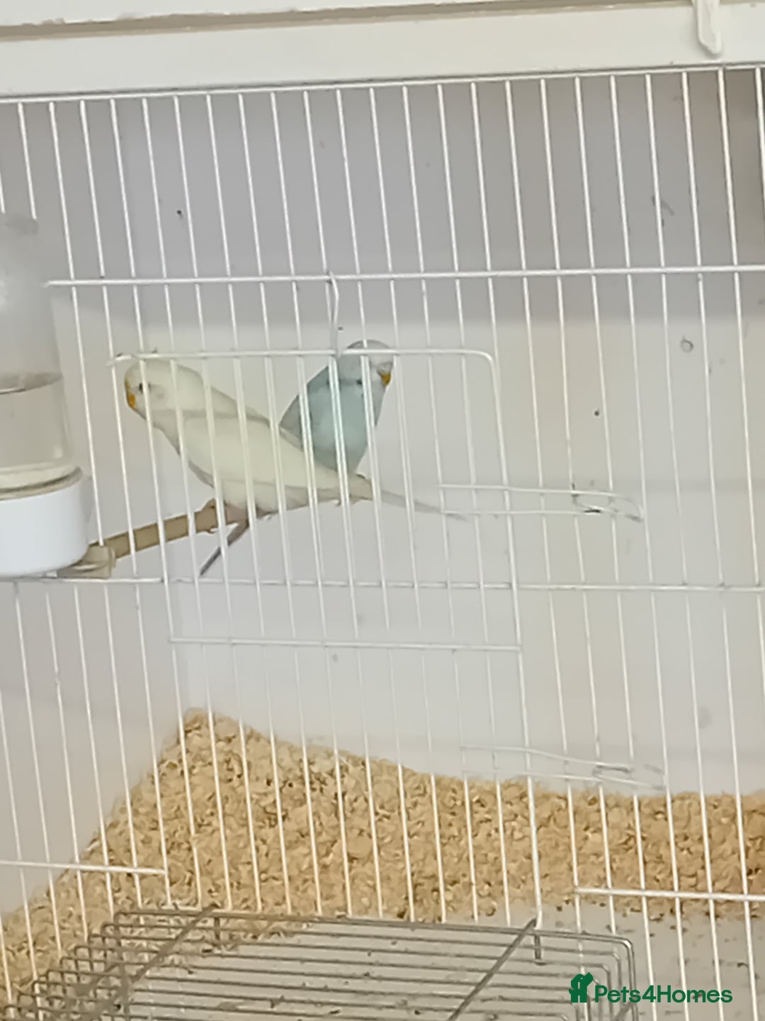 Budgerigars birds for sale: Budgies  - Advert 4