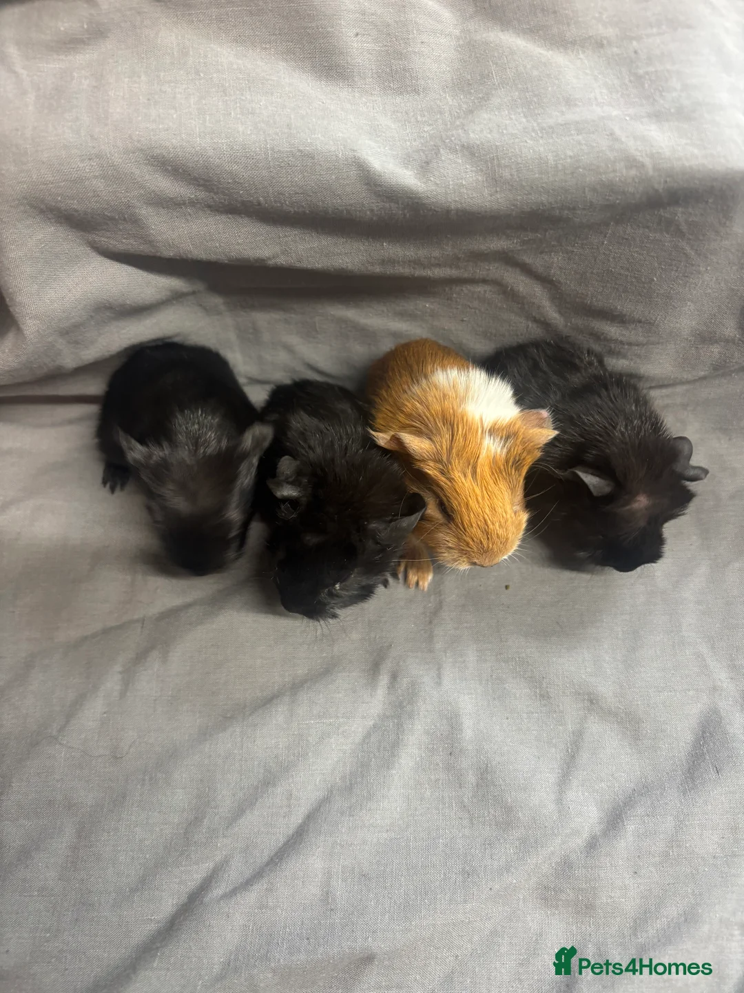 Guinea Pig rodents for sale: Girls ready now  - Advert 14