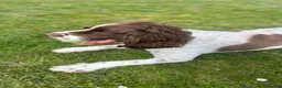 English Springer Spaniel dogs for sale: English springer spaniel in Thetford - Advert 2