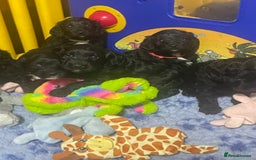 Sproodle dogs for sale: F1 Miniature Sproodles from Health Tested Parents. - Image 3