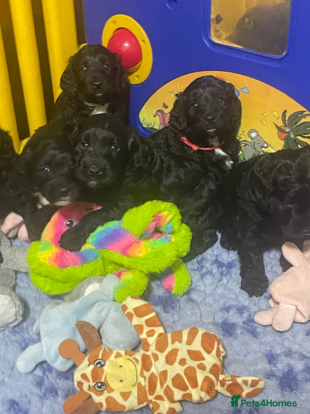 Sproodle dogs for sale: F1 Miniature Sproodles from Health Tested Parents. - Image 3
