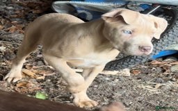 Mixed Breed dogs for sale: Cane Corso/Presa Canario Molloser dogs  - Image 18