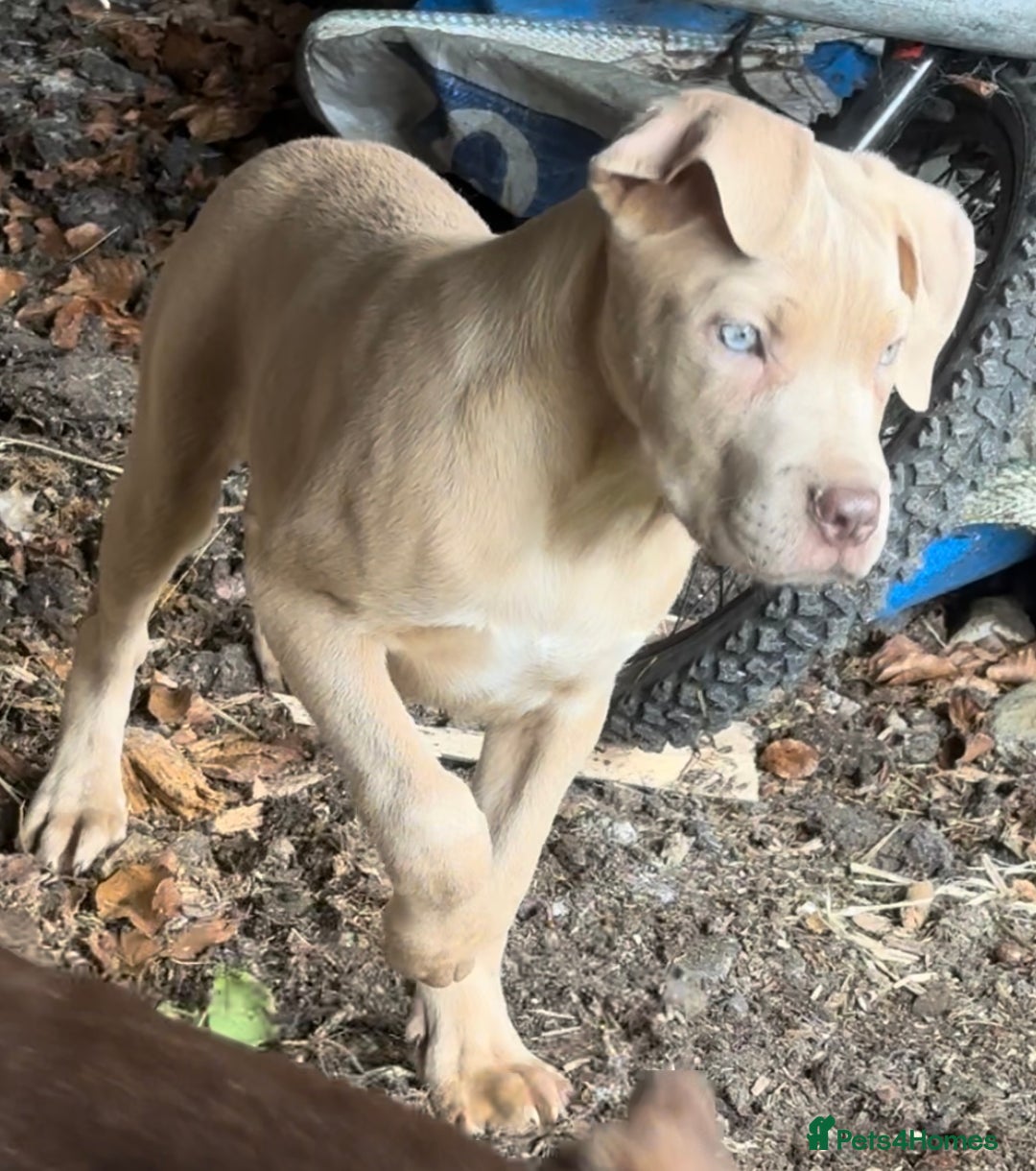 Mixed Breed dogs for sale: Cane Corso/Presa Canario Molloser dogs  - Image 18