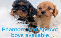 Cavapoo dogs for sale: Stunning true F1 Cavapoos, Apricot and Phantom  - Image 7