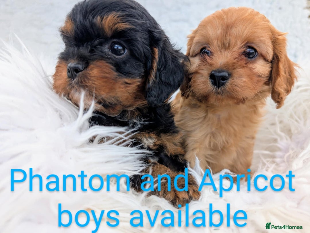 Cavapoo dogs for sale: Stunning true F1 Cavapoos, Apricot and Phantom  - Image 7
